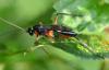Exetastes calobatus